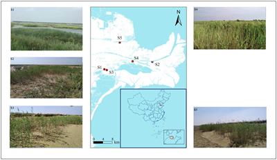 Shifts in Soil Microbial Community Composition, Function, and Co-occurrence Network of Phragmites australis in the Yellow River Delta